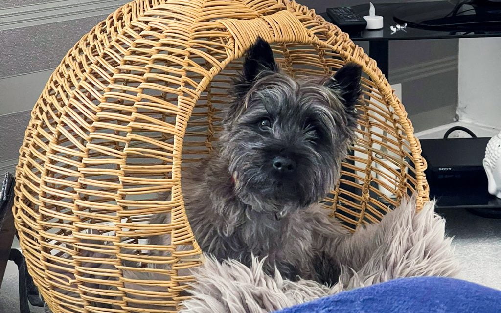 About » Dog Toy Tester